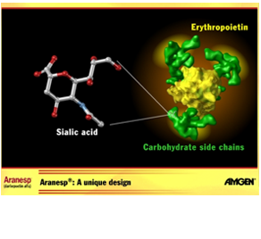 Aranesp can treat anemia caused by kidney failure or chemotherapy. This study explores the primary determinant of in vivo activity.