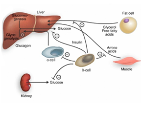 Understand the pathophysiology of Type 2 Diabetes, including normal glucose metabolism and the metabolic syndrome concept.