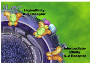 This MOA explores the biochemical interaction through which a drug substance develops its pharmacological effect by binding to receptors and inhibiting protein synthesis.